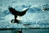 Bald Eagle (Haliaeetus leucocephalus) fighting over fish