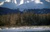 Bald Eagle (Haliaeetus leucocephalus) flock at Haines