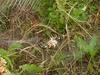 Far Eastern black-and-yellow garden spider (Argiope amoena)