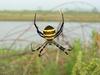 Far Eastern black-and-yellow garden spider (Argiope amoena)
