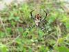 Far Eastern black-and-yellow garden spider (Argiope amoena)