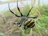 Far Eastern black-and-yellow garden spider (Argiope amoena)