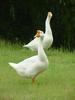 중국거위 Anser cygnoides (Swan Geese on grass)