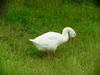 중국거위 Anser cygnoides (Swan Goose grazing on grass)
