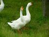 중국거위 Anser cygnoides (Swan Geese)