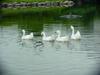 중국거위 Anser cygnoides (Swan Geese)