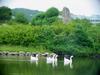 중국거위 Anser cygnoides (Swan Geese swimming in pond)