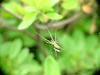 Long-jawed Spider (Tetragnatha maxillosa) - not sure for the identification