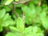 Long-jawed Spider (Tetragnatha maxillosa) - not sure for the identification