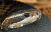 misc. critters - Eastern Cottonmouth (Agkistrodon piscivorus piscivorus).jpg