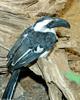 misc. critters - Von der Decken's Hornbill (Tockus deckeni)027.JPG (1/1)