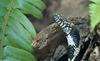 misc. critters - eastern king snake1.jpg (1/1)