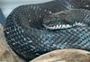 misc. critters - Black Rat Snake (Elaphe obsoleta obsoleta).jpg (1/1)