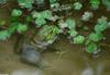 Swamp Walk Critters - bullfrog002.JPG (1/1)