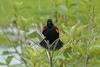 Swamp Walk Critters - red-winged blackbird001.JPG (1/1)