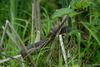 Swamp Walk Critters - northern water snake 004