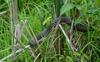 Swamp Walk Critters - northern water snake 004