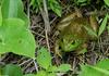 Swamp Walk Critters - bullfrog004.JPG (1/1)