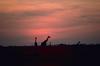 Giraffe (Giraffa camelopardalis) herd in African Sunset