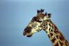 Giraffe (Giraffa camelopardalis) head