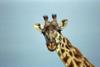 Giraffe (Giraffa camelopardalis) head