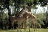 Masai Giraffe (Giraffa camelopardalis tippelskirchi)