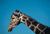 Reticulated Giraffe (Giraffa camelopardalis reticulata) head