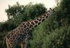 Reticulated Giraffe (Giraffa camelopardalis reticulata)