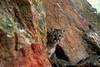 Mountain Lion (Puma concolor) in rock crevice
