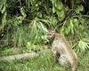 Florida Panther (Puma concolor coryi)