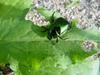 A bug in the morning