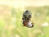 Spider with bug breakfast