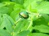 Another bug in the morning
