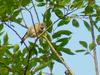An unknown bird on tree