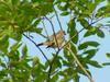 A unknown bird