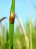 Samll snail