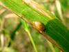 Samll snail