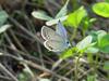 Small copper butterfly