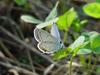 Small copper butterfly