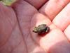 Small frog on my hand (옴개구리 / Rana rugosa / Wrinkled Frog)