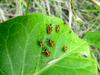 orange bugs (Nymphs of milkweed bug species)