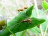 orange bugs (Nymphs of milkweed bug species)