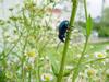 Chinese Chrysochus Leaf Beetle