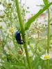 Chinese Chrysochus Leaf Beetle