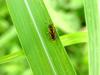 Small bee