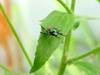 beetle