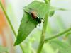 beetle
