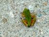 tree frog