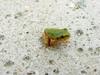 tree frog