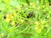 Shield bug (Eurydema gebleri)